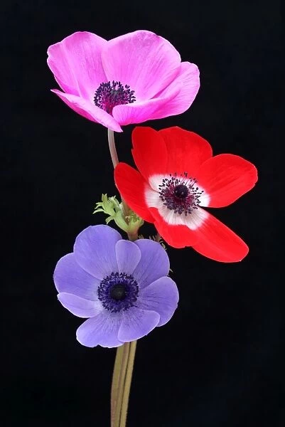 Anemones. Anemone flowers on a black background