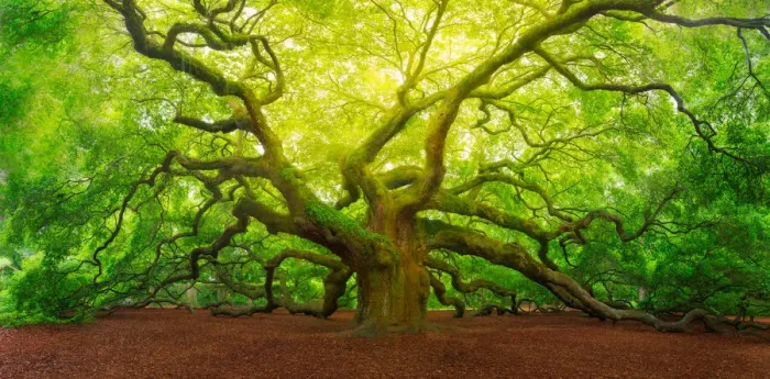 Framed Print : Angel Oak. Panorama view of Angle Oak Tree near Charleston, South Carolina Framed Print : Angel Oak. Panorama view of Angle Oak Tree near Charleston, South Carolina