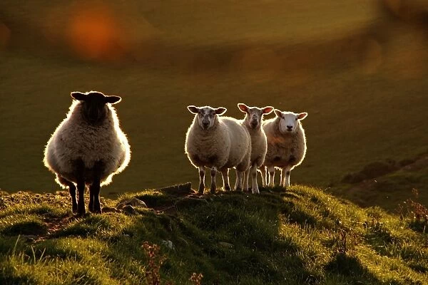 Angel Sheep. Sheeps standing on landscape with backlit by the sun setting