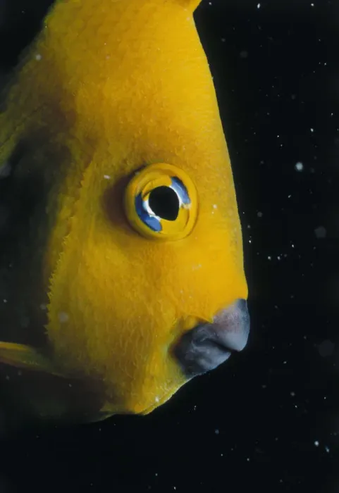 Framed Print : Angelfish. Jeff Rotman Underwater Photography, a