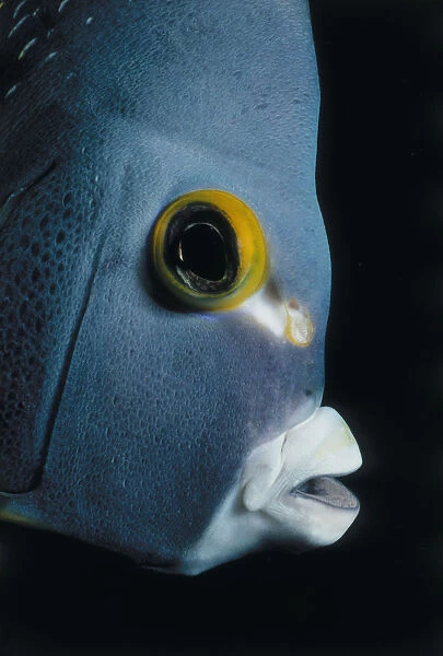 Angelfish. Jeff Rotman Underwater Photography, a