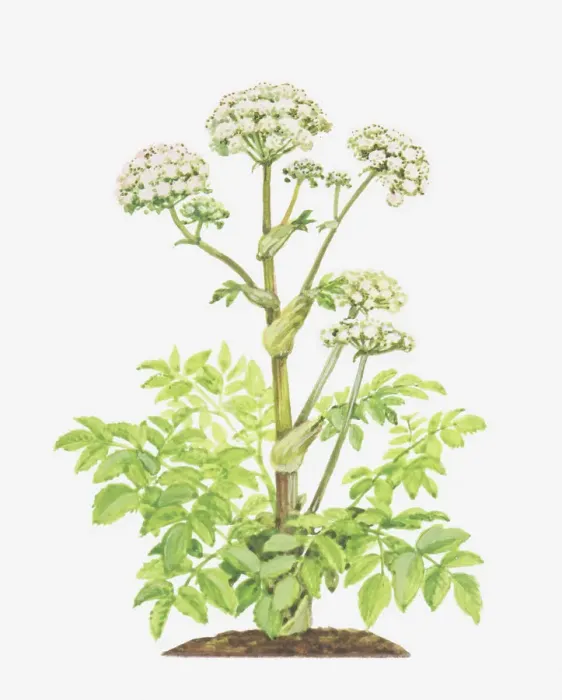 Framed Print : angelica, angelica sylvestris, botany, cut out, flower, leaf, no people, stem, studio shot Framed Print : angelica, angelica sylvestris, botany, cut out, flower, leaf, no people, stem, studio shot
