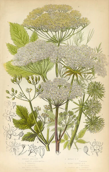 Angelica, Fennel, Parsnip, Victorian Botanical Illustration