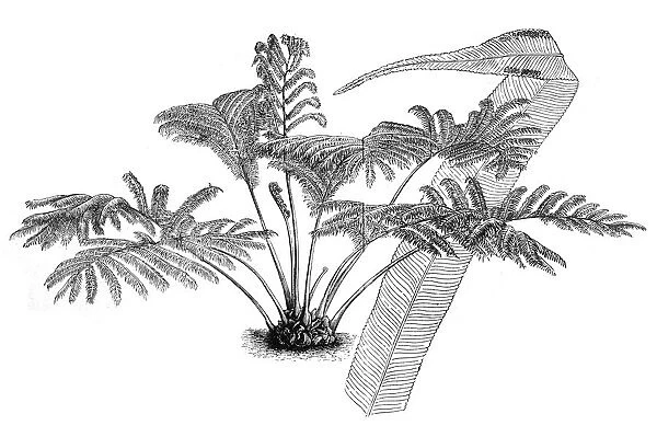 Angiopteris evecta, Giant Fern