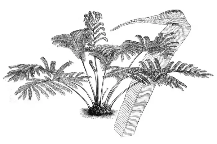 Framed Print : Angiopteris evecta, Giant Fern