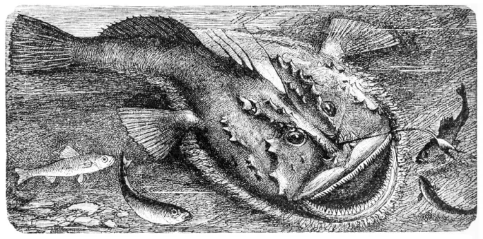 Framed Print : Angler (Lophius piscatorius) Framed Print : Angler (Lophius piscatorius)
