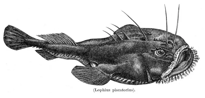 Framed Print : Angler or Monkfish engraving 1897 Framed Print : Angler or Monkfish engraving 1897