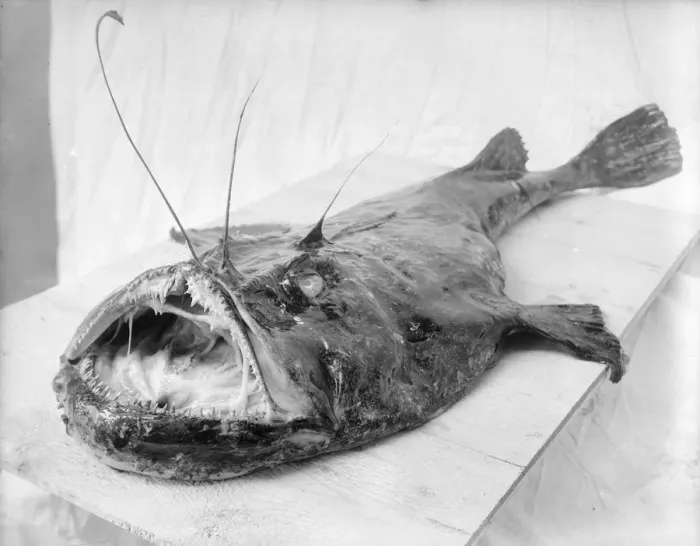 Framed Print : Anglerfish Framed Print : Anglerfish