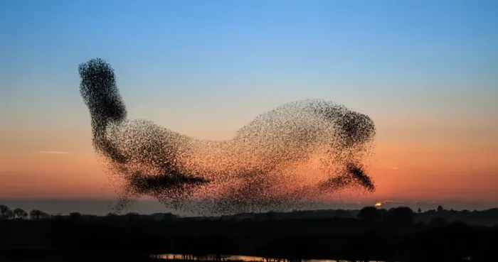 Framed Print : Anglesey Starlings - or a dolphin in the sky? Framed Print : Anglesey Starlings - or a dolphin in the sky?