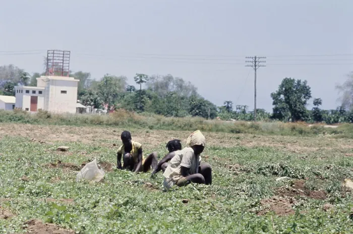 Framed Print : Angolan Women In Potato Field Framed Print : Angolan Women In Potato Field