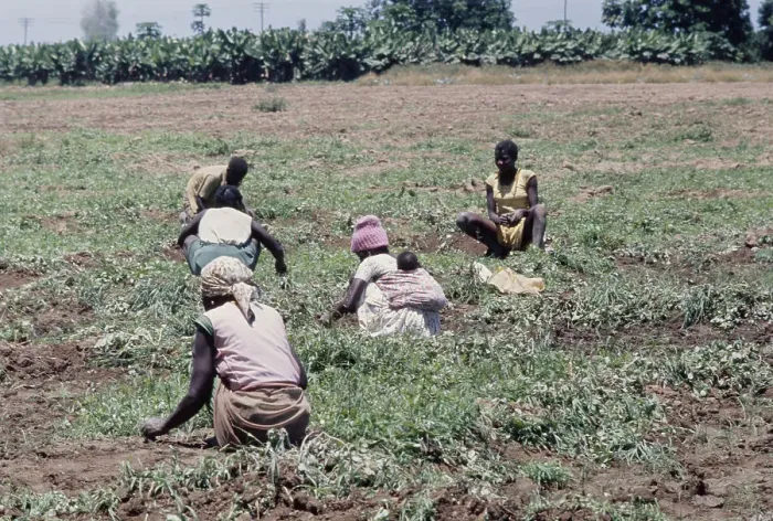 Framed Print : Angolan Women In Potato Field Framed Print : Angolan Women In Potato Field