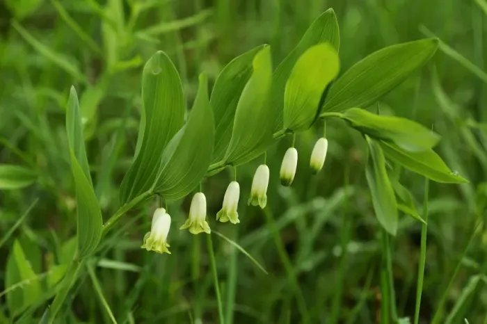 Framed Print : Angular Solomons Seal or Scented Solomons Seal -Polygonatum odoratum- with raindrops, Berchtesgadener Land District, Upper Bavaria, Bavaria, Germany Framed Print : Angular Solomons Seal or Scented Solomons Seal -Polygonatum odoratum- with raindrops, Berchtesgadener Land District, Upper Bavaria, Bavaria, Germany