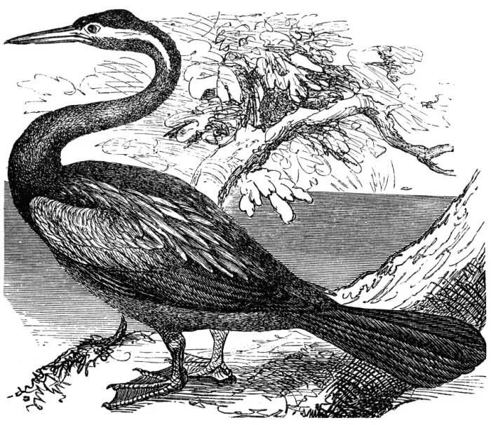 Framed Print : The anhinga (Anhinga anhinga), snakebird, darter, American darter, or water turkey Framed Print : The anhinga (Anhinga anhinga), snakebird, darter, American darter, or water turkey