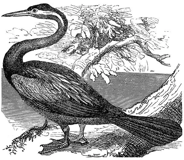 The anhinga (Anhinga anhinga), snakebird, darter, American darter, or water turkey
