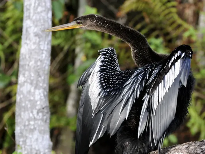 Framed Print : Anhinga or snakebird, Anhinga anhinga, gets its name from its long, snakelike neck. Everglades National Park, Florida, USA. UNESCO World Heritage Site (Biosphere Reserve) Framed Print : Anhinga or snakebird, Anhinga anhinga, gets its name from its long, snakelike neck. Everglades National Park, Florida, USA. UNESCO World Heritage Site (Biosphere Reserve)