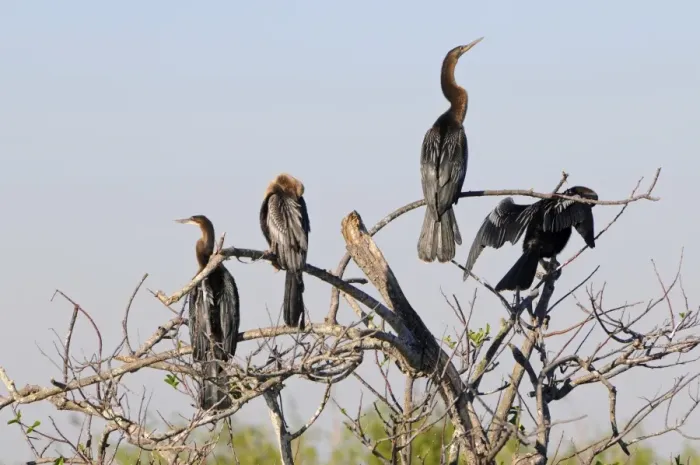 Framed Print : Anhingas, Anhinga anhinga, roosting. Everglades National Park, Florida, USA. UNESCO World Heritage Site (Biosphere Reserve) Framed Print : Anhingas, Anhinga anhinga, roosting. Everglades National Park, Florida, USA. UNESCO World Heritage Site (Biosphere Reserve)