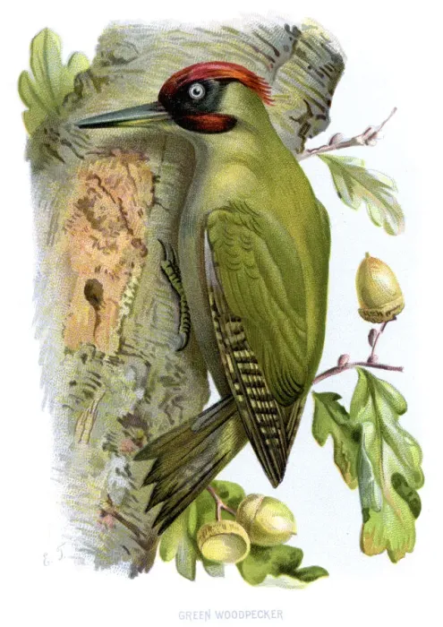 Framed Print : Animal, Animal Themes, Animals In The Wild, Antique, Art, Biology, Bird, Bird Watching Framed Print : Animal, Animal Themes, Animals In The Wild, Antique, Art, Biology, Bird, Bird Watching