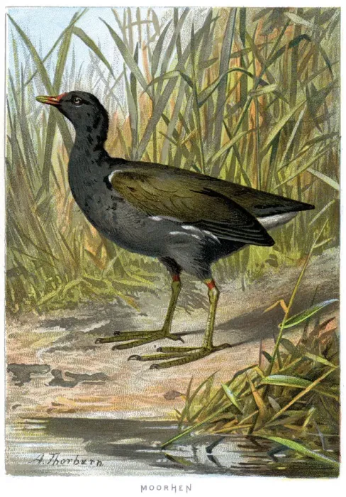 Framed Print : Animal, Animal Themes, Animals In The Wild, Antique, Art, Biology, Bird, Bird Watching Framed Print : Animal, Animal Themes, Animals In The Wild, Antique, Art, Biology, Bird, Bird Watching