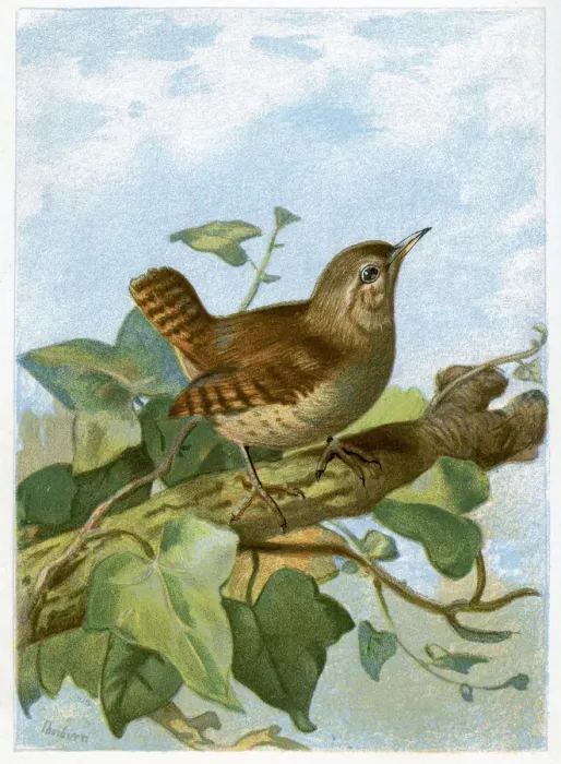 Framed Print : Animal, Animal Themes, Animals In The Wild, Antique, Art, Art And Craft, Bird, Color Image Framed Print : Animal, Animal Themes, Animals In The Wild, Antique, Art, Art And Craft, Bird, Color Image