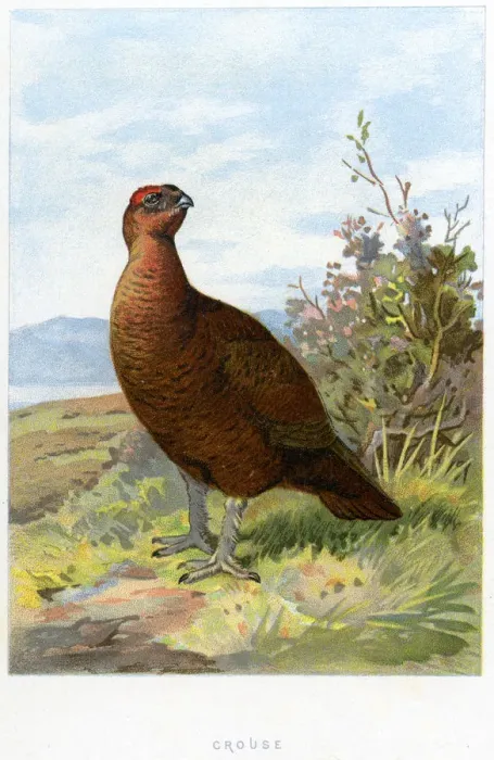 Framed Print : Animal, Animal Themes, Animals In The Wild, Antique, Art, Bird, Descriptive Color Framed Print : Animal, Animal Themes, Animals In The Wild, Antique, Art, Bird, Descriptive Color