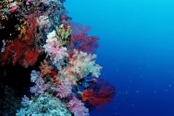 Framed Print : animal, animals, anthozoa, aquatic, array, blue, bodies, body, brightly, brightly-colored