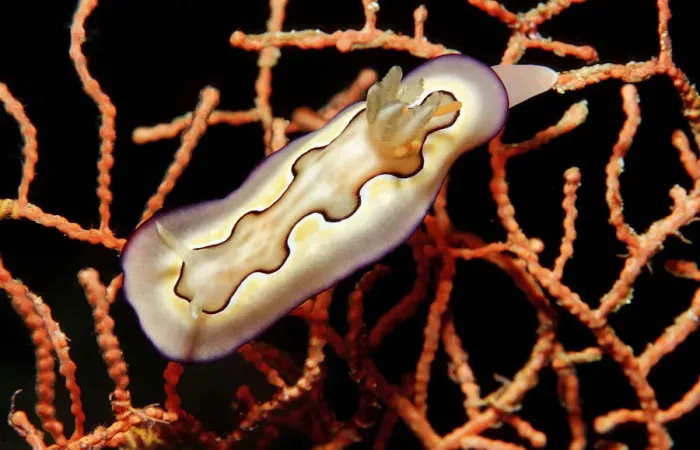 Framed Print : animal, animals, aquatic, asia, asian, celebes, chromodoris, coi, dweller, dwellers Framed Print : animal, animals, aquatic, asia, asian, celebes, chromodoris, coi, dweller, dwellers
