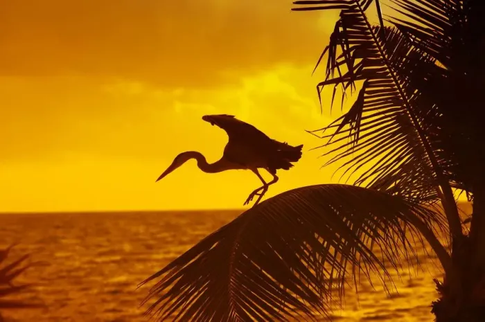 Framed Print : animal, asia, bird, dawn, dusk, evening, heron, indian ocean, maldives, morning, nobody Framed Print : animal, asia, bird, dawn, dusk, evening, heron, indian ocean, maldives, morning, nobody