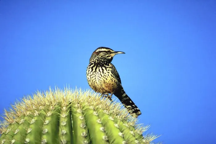 Framed Print : animal, bird, blue sky, cactus, day, full-length, needles, nobody, outdoor, standing Framed Print : animal, bird, blue sky, cactus, day, full-length, needles, nobody, outdoor, standing