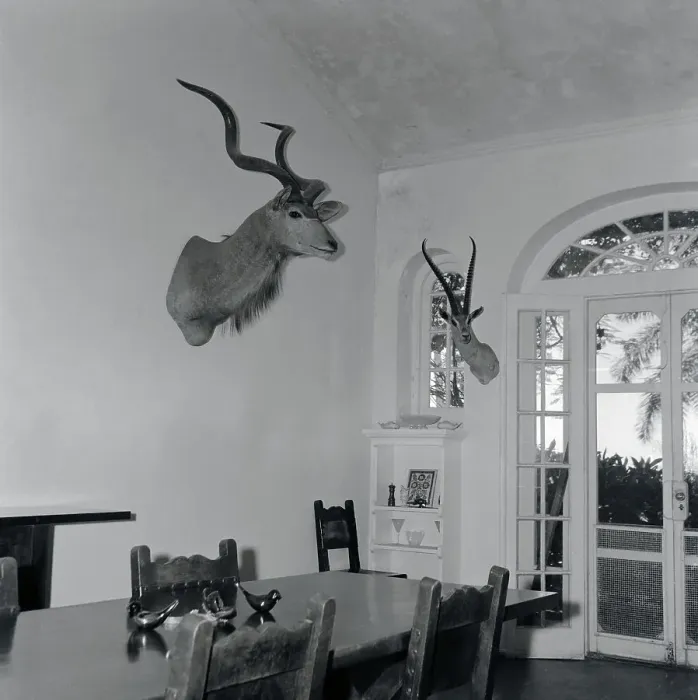 Framed Print : Animal Busts Hanging in Ernest Hemingway's Home Framed Print : Animal Busts Hanging in Ernest Hemingway's Home