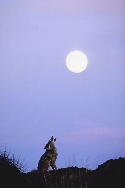 animal, copy space, coyote, dawn, desert hills, dusk, full moon, howling, nobody