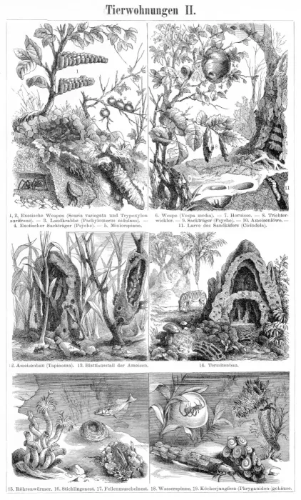 Framed Print : Animal nest and homes engraving 1895 Framed Print : Animal nest and homes engraving 1895