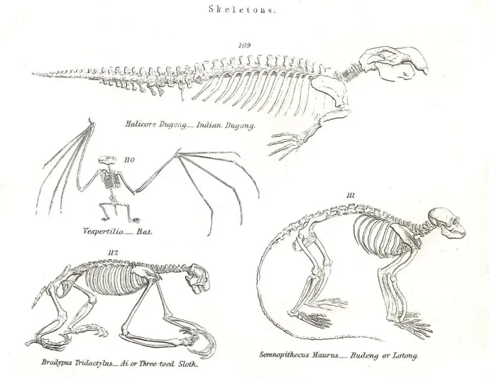 Framed Print : Animal skeletons engraving 1803 Framed Print : Animal skeletons engraving 1803