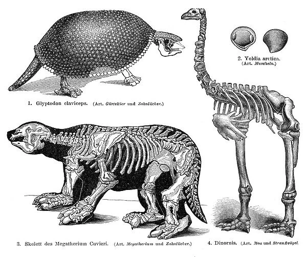 Animal skeletons engraving 1895