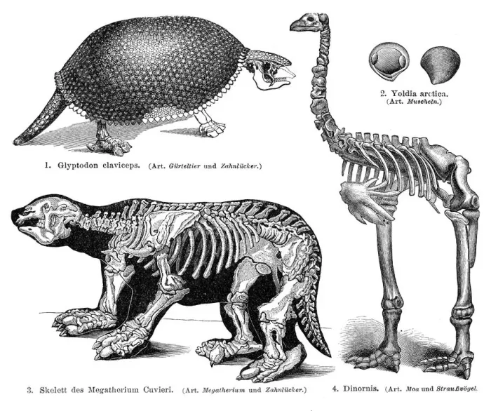 Framed Print : Animal skeletons engraving 1895 Framed Print : Animal skeletons engraving 1895
