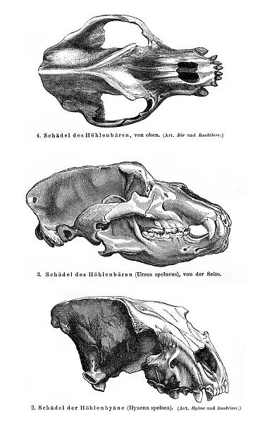Animal skulls engraving 1895