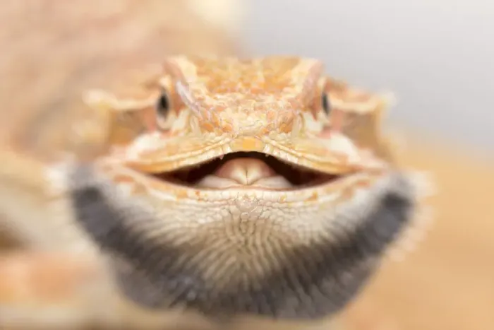 Framed Print : Animal smile Framed Print : Animal smile