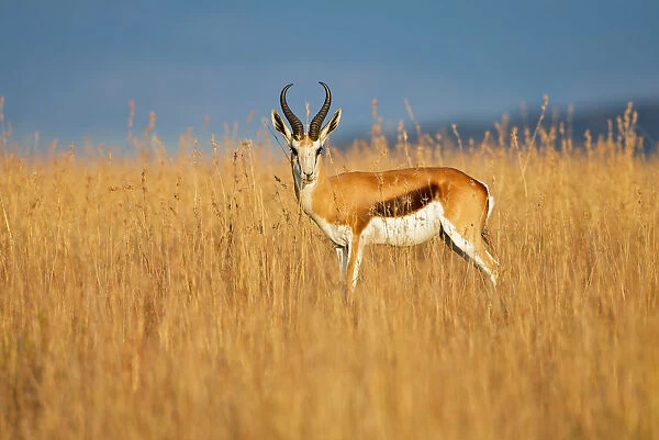 animal themes, animals in the wild, antelope, antidorcas marsupialis, beauty in nature