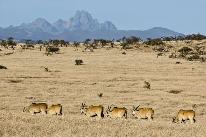 Framed Print : animal themes, animals in the wild, clear sky, colour image, day, daytime, eland