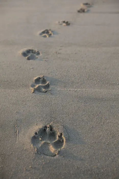 Framed Print : Animal Tracks Most Likely Dog Tracks In The Endangered And Rare Coastal Sand Dunes At Wickaninnish Beach (Which Connects To Long Beach) In Pacific Rim National Park Near Tofino Framed Print : Animal Tracks Most Likely Dog Tracks In The Endangered And Rare Coastal Sand Dunes At Wickaninnish Beach (Which Connects To Long Beach) In Pacific Rim National Park Near Tofino