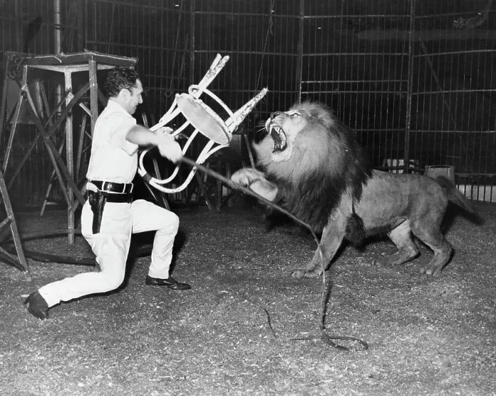 Framed Print : Animal Trainer with Lion Framed Print : Animal Trainer with Lion