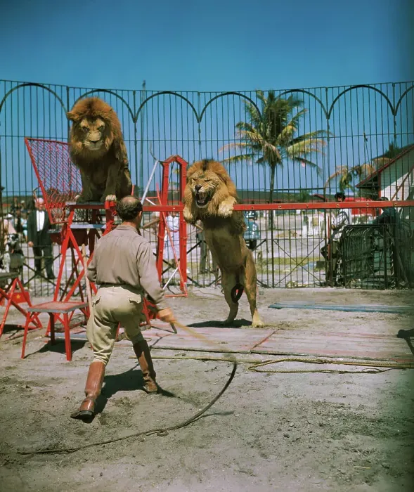 Framed Print : Animal Trainer Training Lions Framed Print : Animal Trainer Training Lions