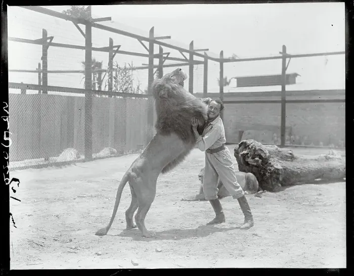 Framed Print : Animal Trainer Wrestling a Lion Framed Print : Animal Trainer Wrestling a Lion