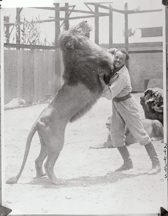 Framed Print : Animal Trainer Wrestling a Lion Framed Print : Animal Trainer Wrestling a Lion