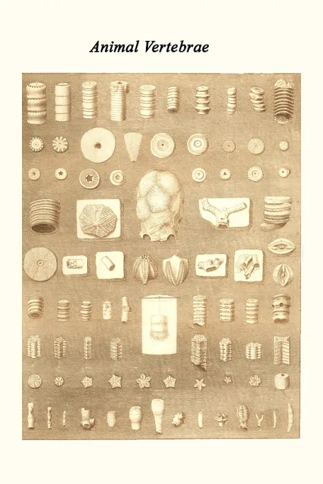 Framed Print : Animal Vertebrae Framed Print : Animal Vertebrae
