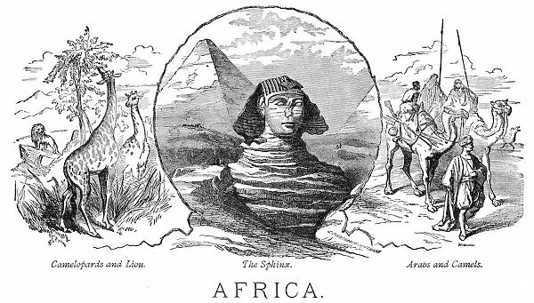 Animals from Africa engraving 1898