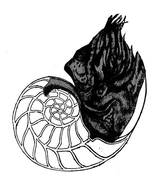 Animals antique engraving illustration: Pearly Nautilus
