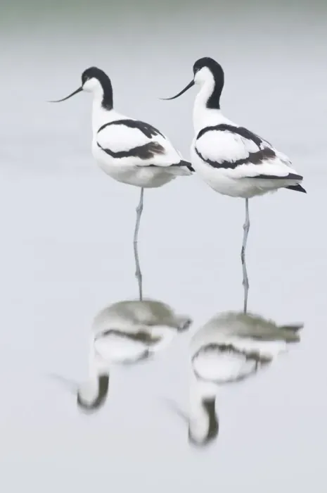 Framed Print : animals, avocets, birds, bodies, body, complete, daylight, daytime, entire, exterior Framed Print : animals, avocets, birds, bodies, body, complete, daylight, daytime, entire, exterior