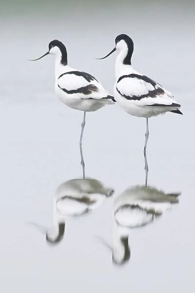 animals, avocets, birds, bodies, body, complete, daylight, daytime, entire, exterior