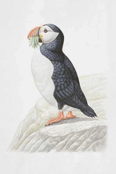 Animals, Birds, Charadriiformes, Auks, Alcidae, Atlantic Puffin, Fratercula arctica