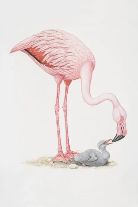 Framed Print : Animals, Birds, Flamingos, Phoenicopteriformes, Lesser Flamingo, Phoeniconaias minor Framed Print : Animals, Birds, Flamingos, Phoenicopteriformes, Lesser Flamingo, Phoeniconaias minor
